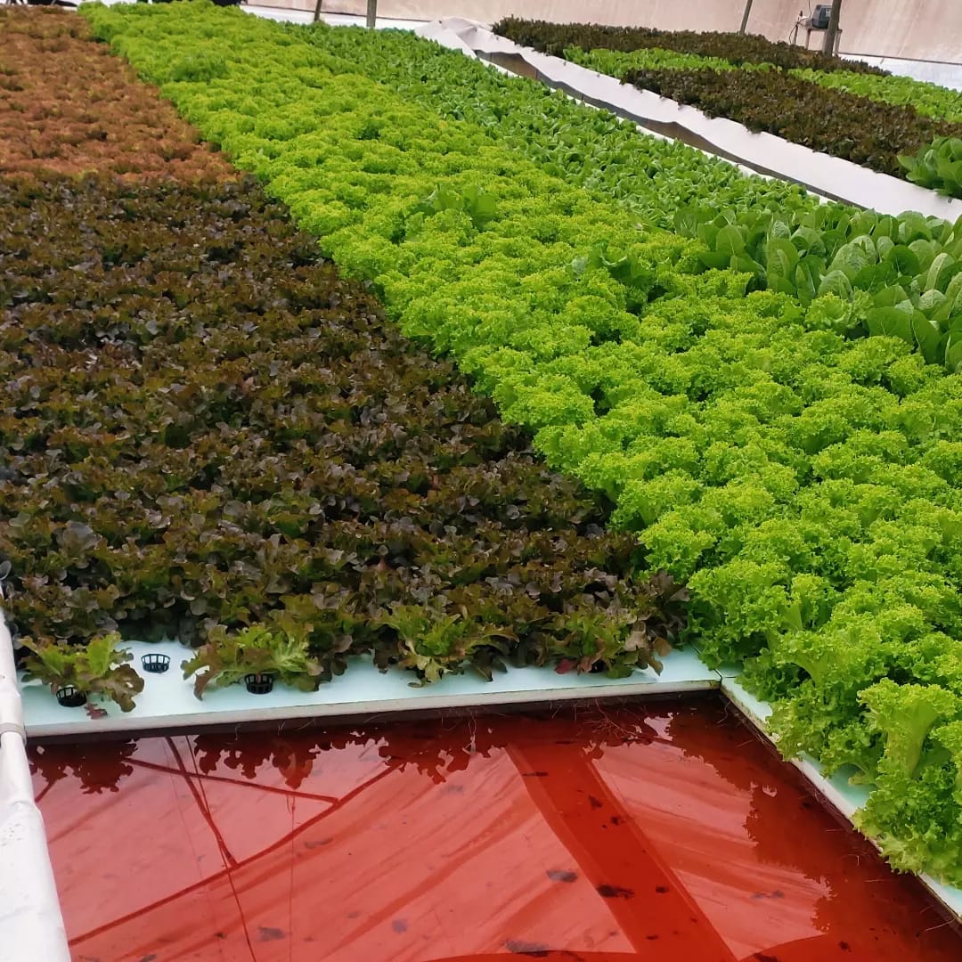 DWC Structure Farm